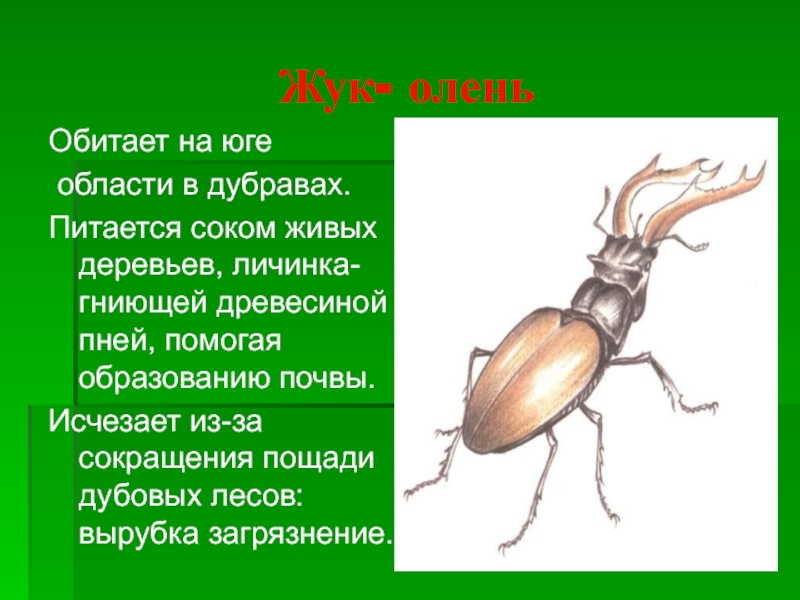 Текст про жуков. Доклад о Жуке олене. Жук олень описание. Жук олень доклад. Жук олень проект.