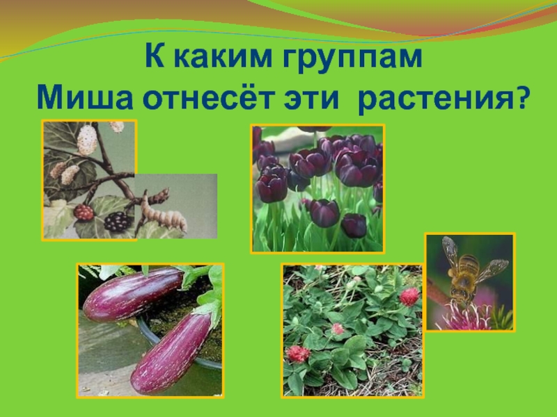 Проект про растения культурные