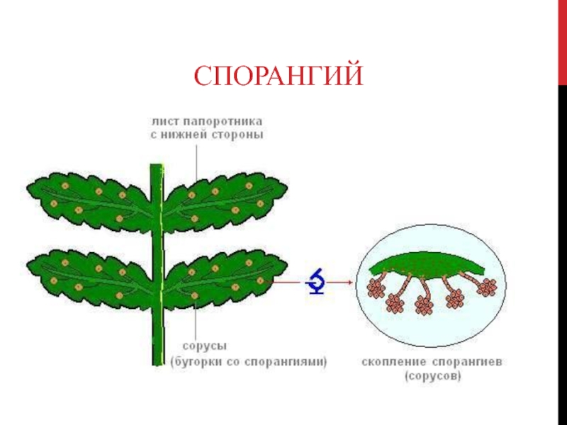 Спорангий на рисунке