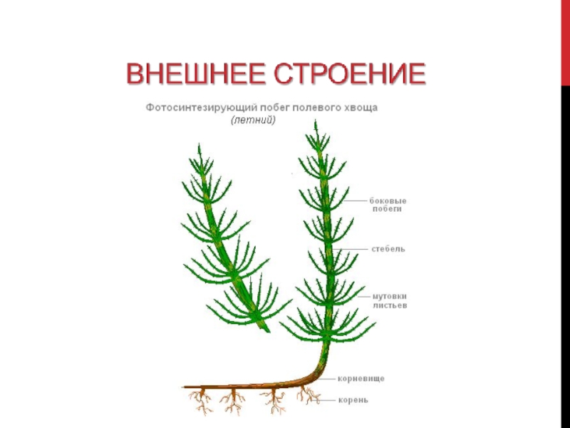 Хвощ полевой строение рисунок