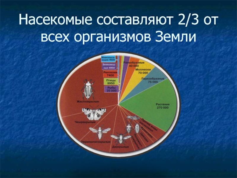 Сколько видов организмов. Численность насекомых. Биомасса насекомых на земле. Численность насекомых на земле. Количество видов насекомых.