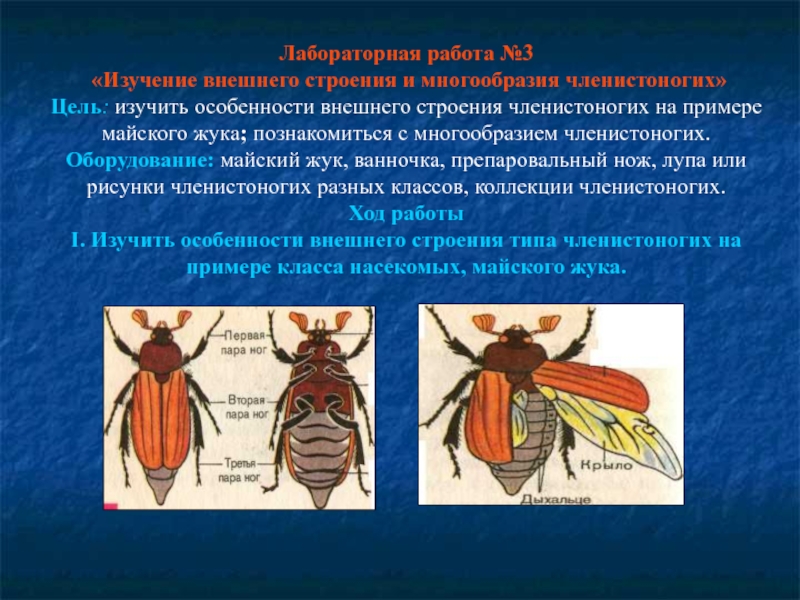 Реферат: Членистоногие. Жуки