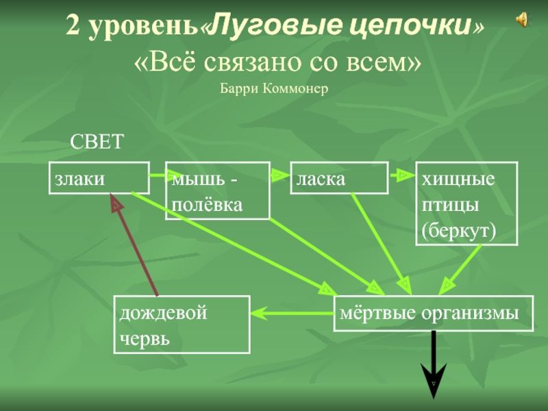 Цепь лугового сообщества