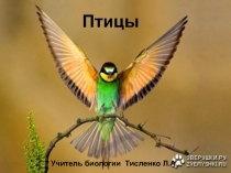 Птицы