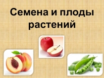 Семена и плоды растений