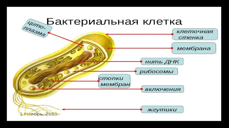 Общая характеристика бактерий 7 класс презентация