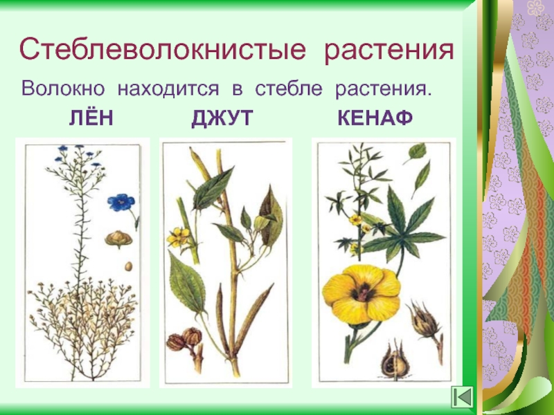 Выберите ра. Кенаф лён. Волокна получаемые из растений. Стеблеволокнистые растения. Кенаф растение волокно.