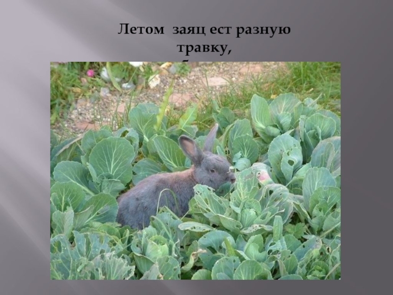 Летом заяц ест разную травку, очень любит морковку и капусту