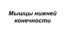 Мышцы нижней конечности. Мышцы тазового пояса. Мышцы свободной нижней конечности