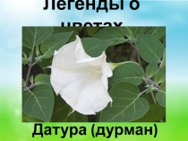 Легенды о цветах. Датура