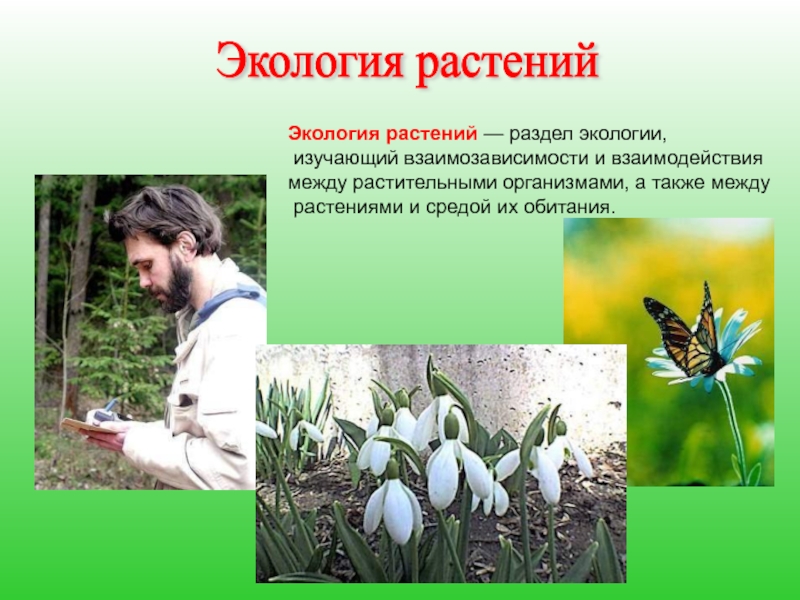 То есть наука о растениях составить. Экология растений. Экология р. Экология растений презентация. Что изучает экология растений.