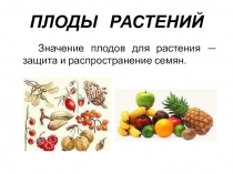 Плоды растений 1 класс