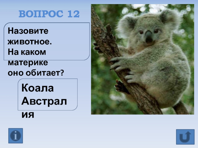 На каком материке обитает. Коала материк. На каком материк обретает коала. На каком материке обитает Куала.