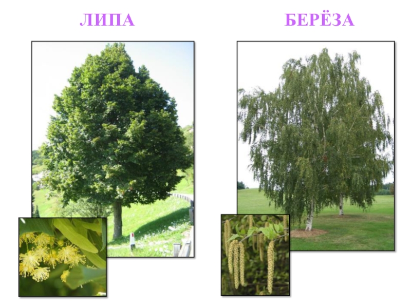 Деревья нижегородской области фото и названия лиственные