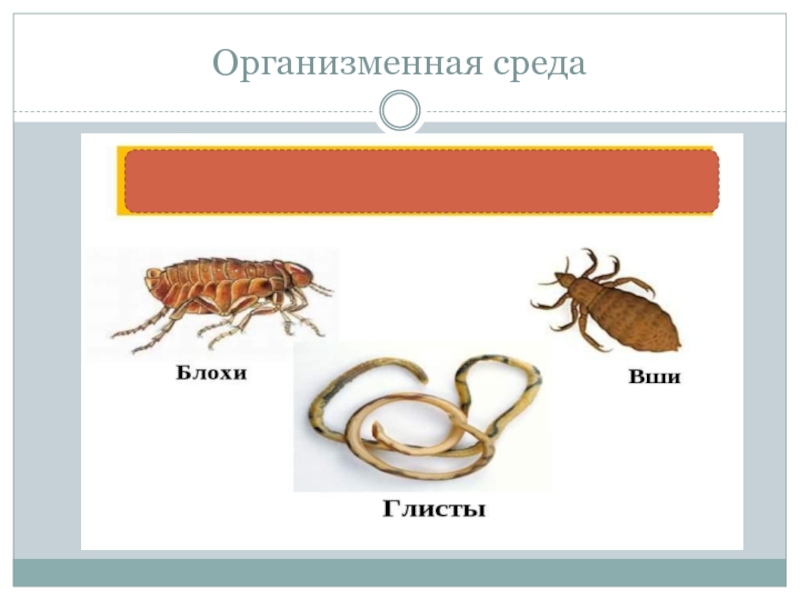 Представитель организма. Организменная среда обитания. Организмы организменной среды обитания. Представители организменной среды жизни. Что такое среда обитания организменная среда обитания.