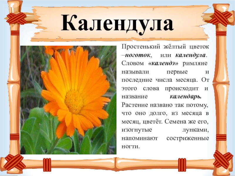 КалендулаПростенький жёлтый цветок –ноготок, или календула. Словом «календэ» римляне называли первые и последние числа месяца. От этого