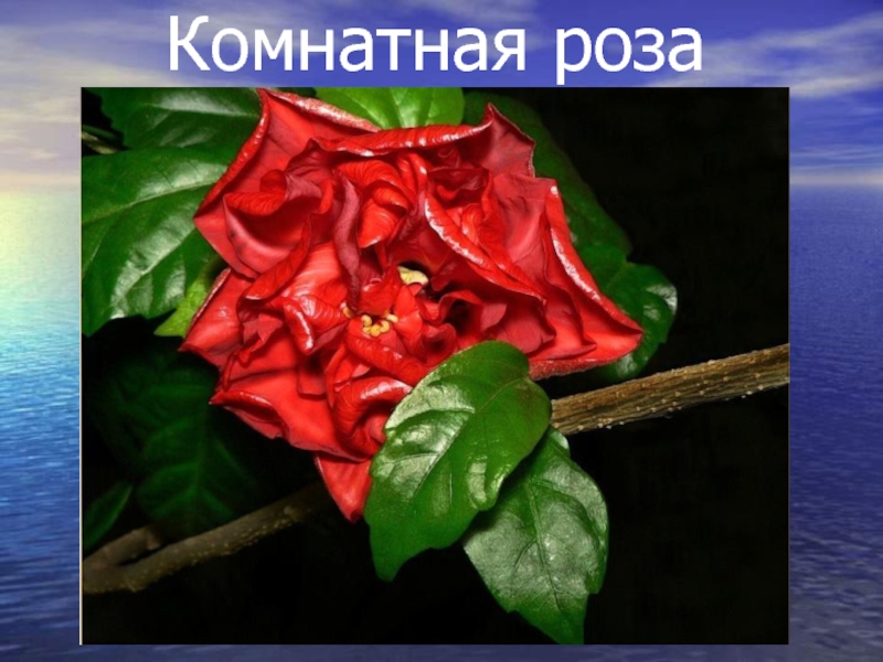 Комнатная роза