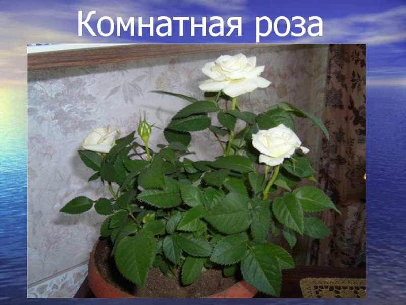Комнатная роза