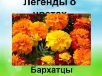 Легенды о цветах. Бархатцы