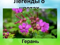 Легенды о цветах. Герань