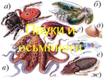 Пауки и осьминоги