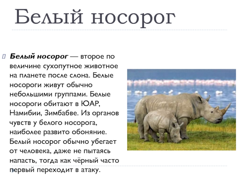 Северные носороги сколько осталось