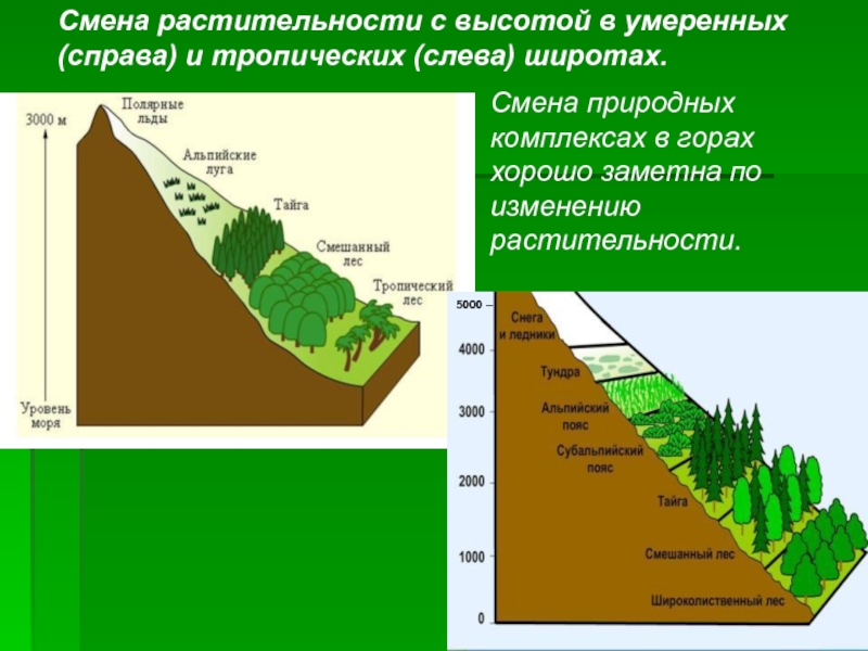 Изучите рисунок изменения растительности от экватора к полюсам сделайте