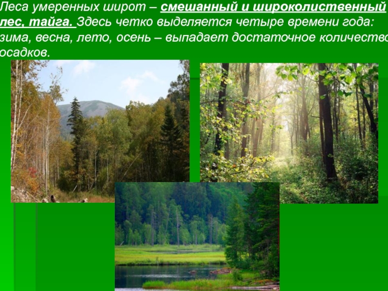 Проект широколиственные леса 5 класс - 96 фото