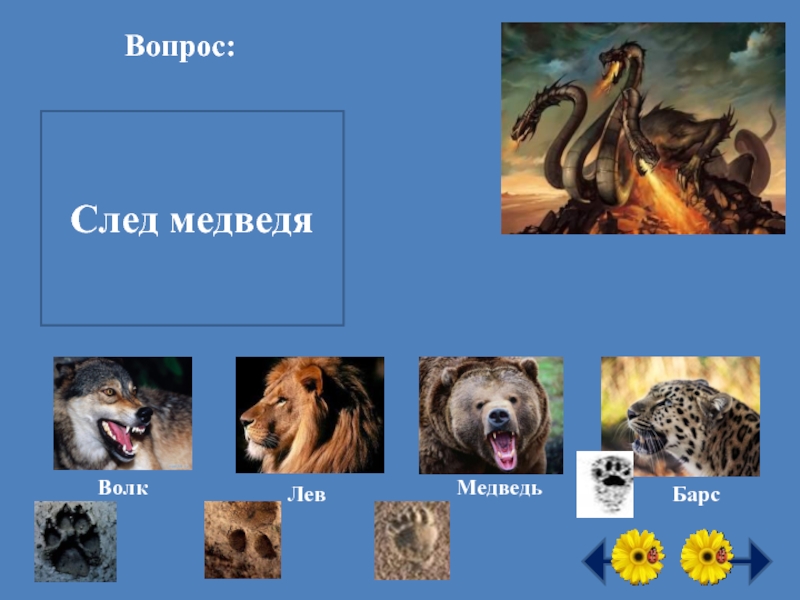 Волк медведь лев. Лев волк медведь. След какого хищного животного похож на человеческий. Вопросы про медведя. Дельфин Лев медведь волк.