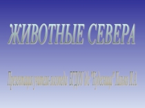 Животные севера