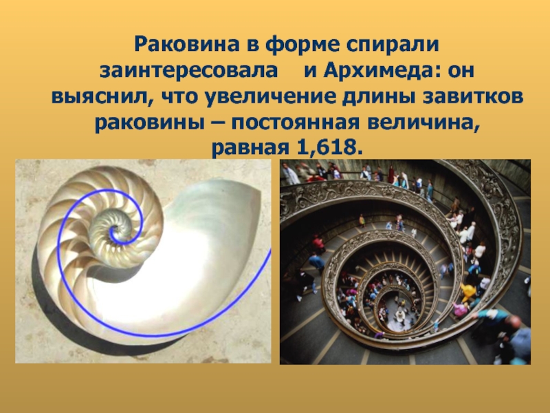 Раковина в форме спирали заинтересовала  и Архимеда: он выяснил, что увеличение длины завитков раковины
