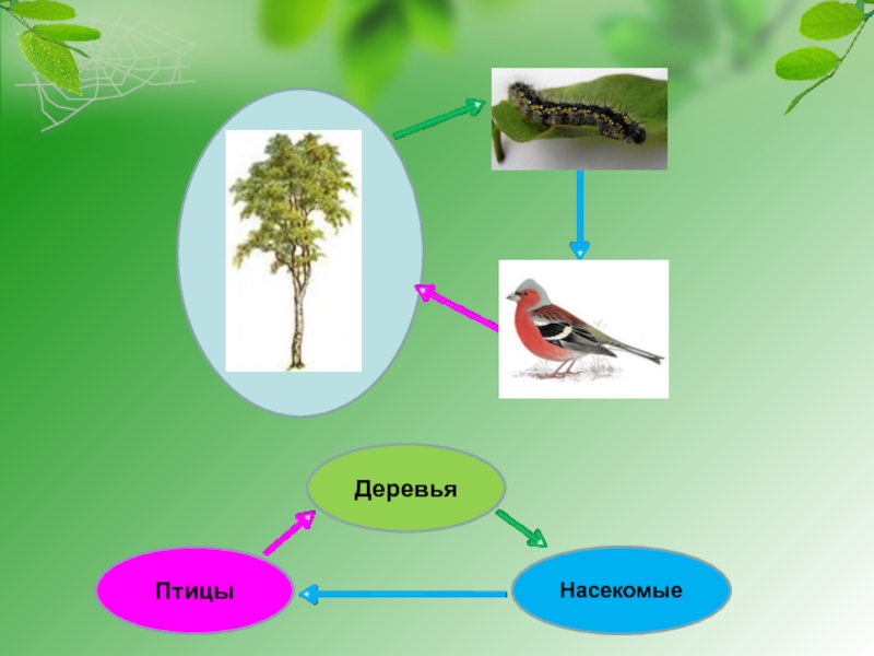 Схема деревья насекомые птицы