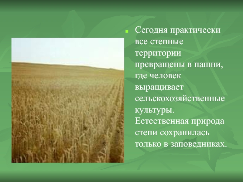 Сегодня практически все степные территории превращены в пашни, где человек выращивает сельскохозяйственные культуры. Естественная природа степи сохранилась