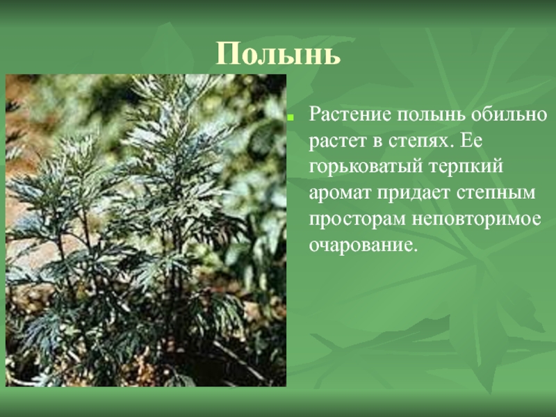 ПолыньРастение полынь обильно растет в степях. Ее горьковатый терпкий аромат придает степным просторам неповторимое очарование.