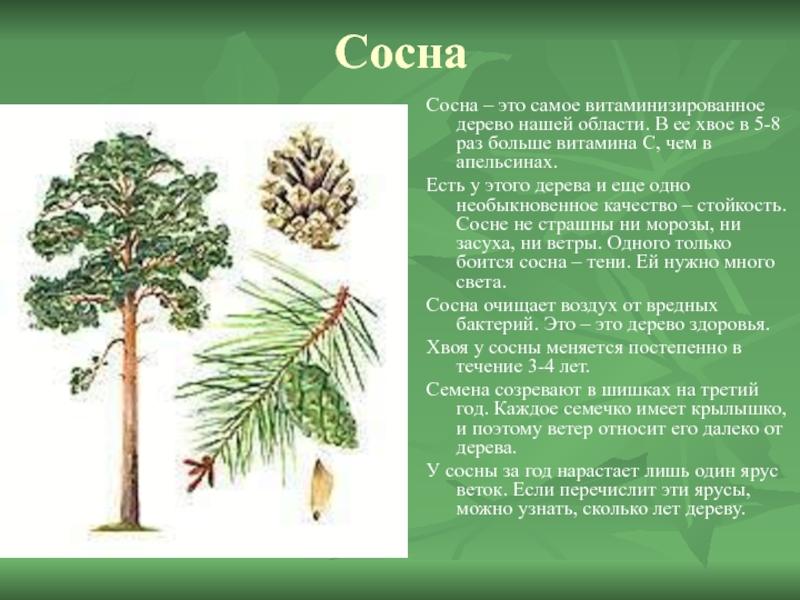 СоснаСосна – это самое витаминизированное дерево нашей области. В ее хвое в 5-8 раз больше витамина С,