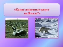 Какие животные живут на Ямале?