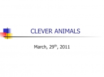 Clever animals