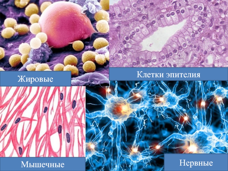 Клетки воспаления. Мышечные и жировые клетки. Животные клетки нервная мышечная жировая клетка крови. Жировые и нервные клетки.