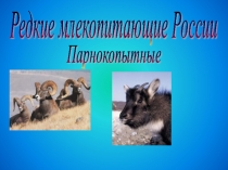 Редкие млекопитающие России. Парнокопытные 4 класс