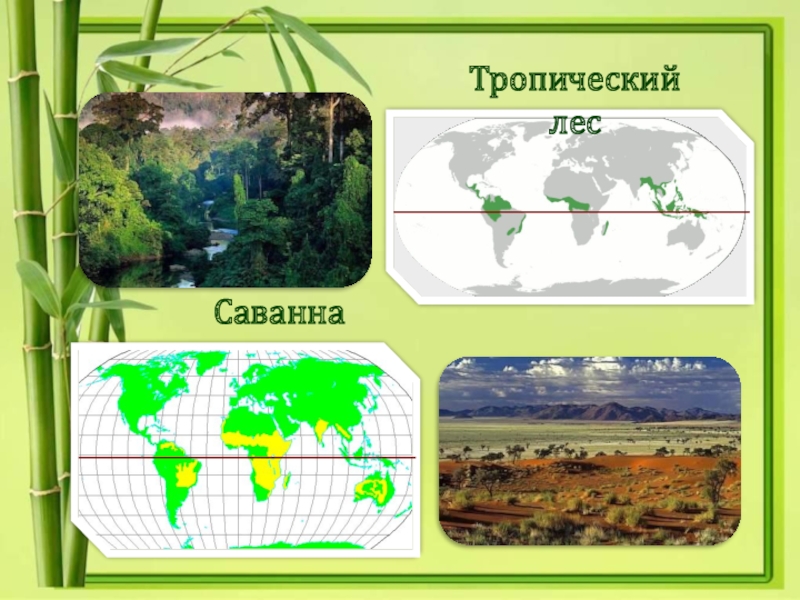 Тропик 1. Саванна и тропический лес. Саванна и тропические леса на карте мира. Экватор Саванна тропические леса. Обитатели саванны и тропического леса.