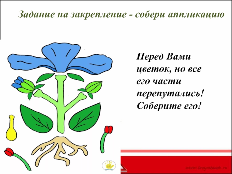 Собери растение. Собери части растений. Задание Собери цветок. Собери растение для дошкольников.