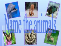 Name the animals 6 класс