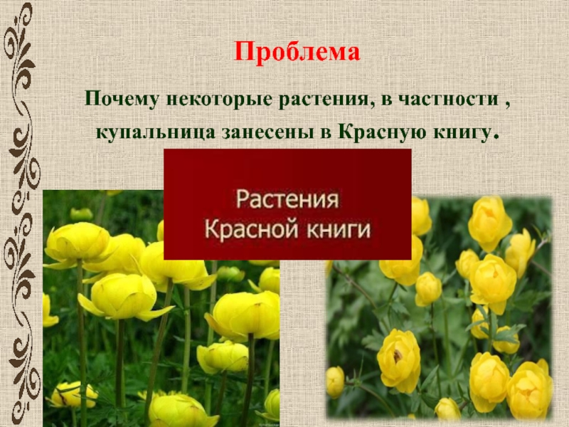 Некоторые растения. Диаграмма Купальницы европейской. Купальница формула цветка. Купальница европейская формула цветка. Купальница цветок ядовитый или нет.