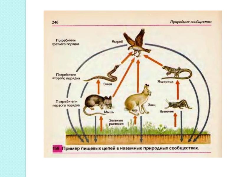 Презентация природные сообщества цепи питания 6 класс