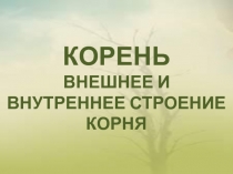 Корень. Внешнее и внутреннее строение