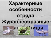 Характерные особенности отряда Журавлеобразные класса Птицы 7 класс