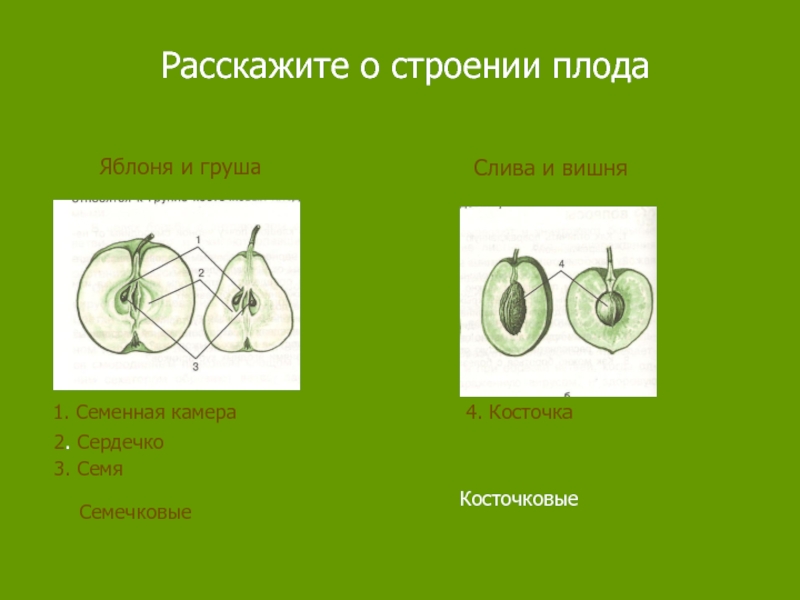 У плода на рисунке отмечены остатки яблоко