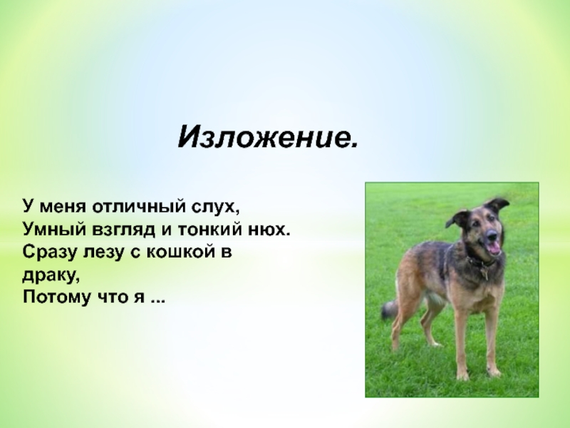 Изложения самое большое. Изложение самая обыкновенная собака. Изложение 4 класс самая обыкновенная собака и собака. Тонкий нюх собаки. У кого из зверей самый хороший нюх.