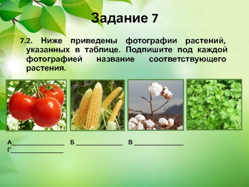 Ниже приведены фотографии. Ниже приведены фотографии растений указанных в таблице. Ниже приведены фотографии растений. Ниже приведены. Фотографии плодов растений указанных в таблице. Соответственные растения.