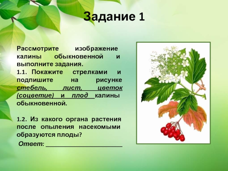 Покажите стрелками и подпишите на рисунке стебель лист цветок